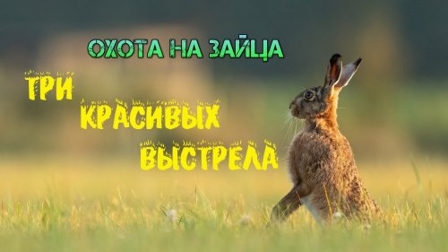 Охота на зайца. Три красивых выстрела