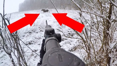 Охота на лося. Загонная охота по первому снегу.