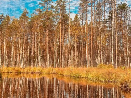 лесная речка