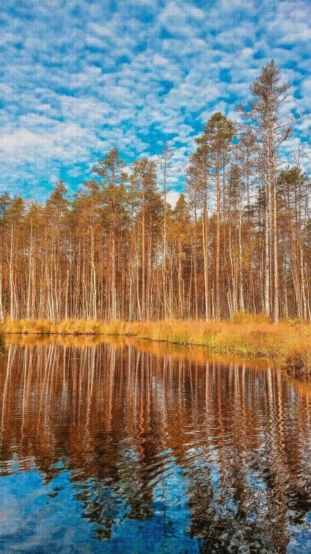 лесная речка
