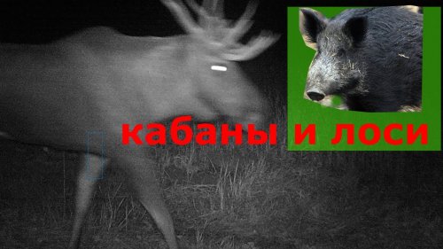 Охота на кабана. Фотоловушки 2020