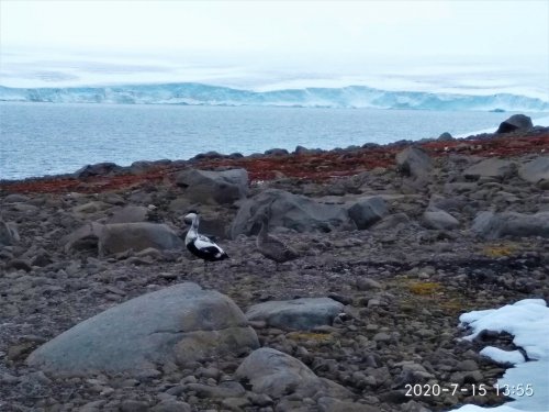 Гаги