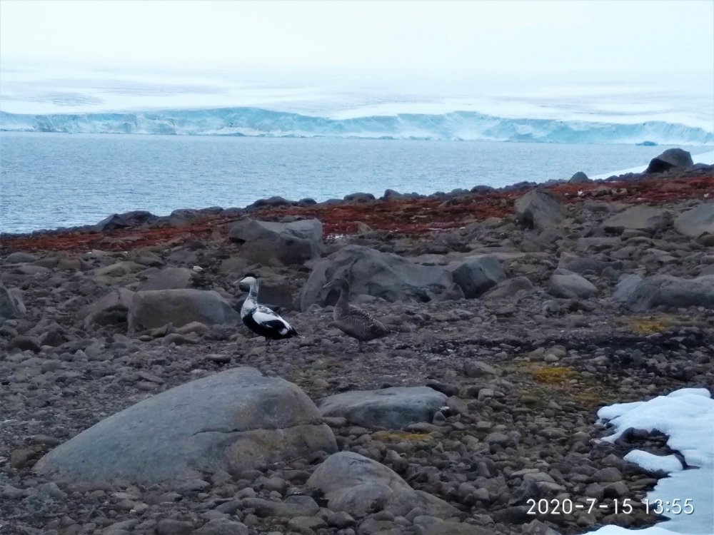 Гаги
