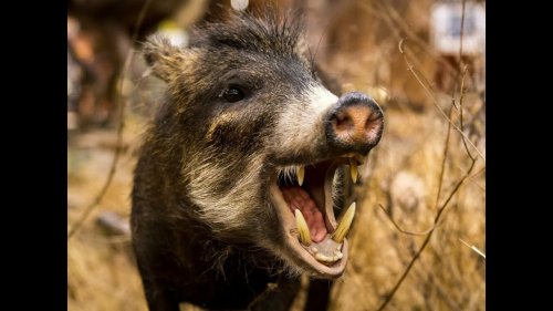 Охота. Кабан не кабан. Hunting. Boar is not a boar. 4к