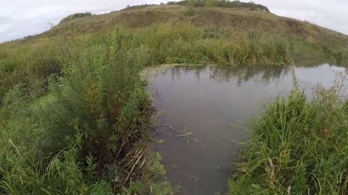 Охота на бобра, установка капканов. Приманка для бобра  Beaver Creek. Опыт Сергея!