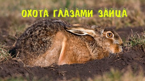 Охота глазами зайца