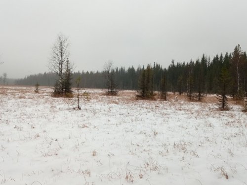 клюкву замело