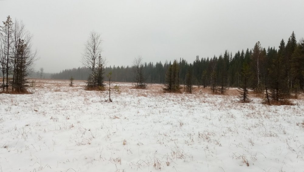 клюкву замело