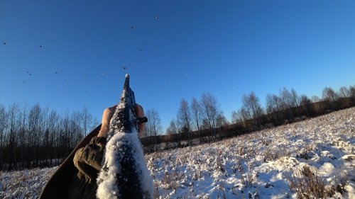 Охота на тетерева. Налет большой стаи на охотника.