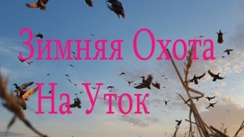 В поисках кряквы. Duck Hunting: Mallard.