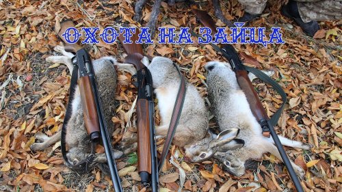Охота на зайца. Годовалый курц Фарт