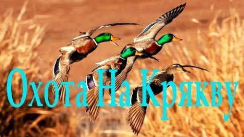 Охота на кряковых уток. Duck Hunting - 2019.