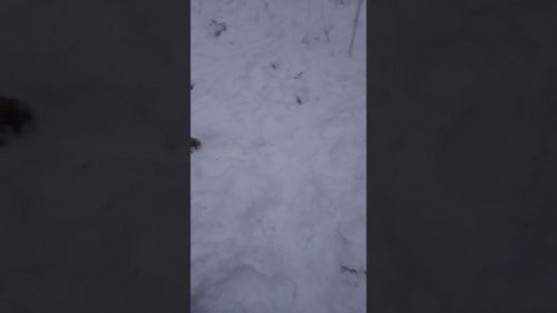 Браконьеры в ООУ Новосибирского района.