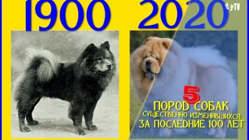 5 ПОРОД СОБАК СУЩЕСТВЕННО ИЗМЕНИВШИХСЯ ЗА ПОСЛЕДНИЕ 100 ЛЕТ