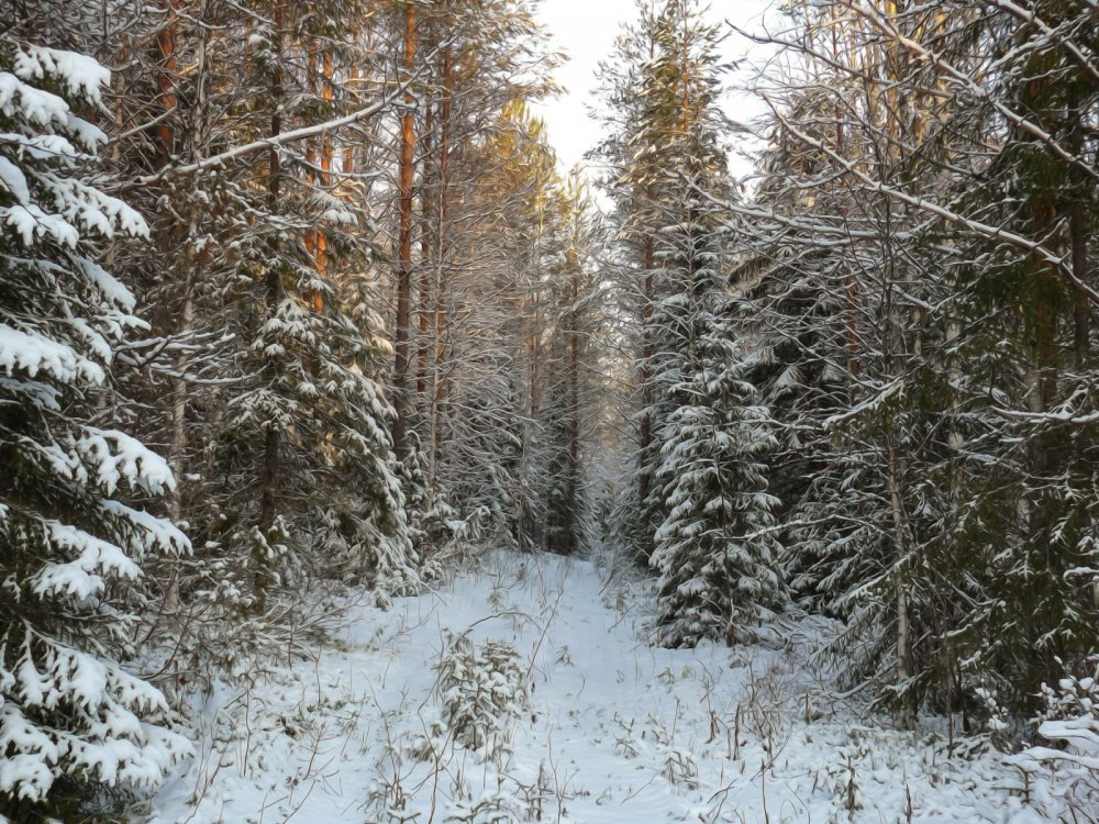 первый снег