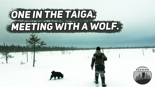 Один в тайге. Встреча с волком.