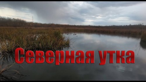 Зимняя охота на утку.Северная утка подходит. Декабрь 2020.