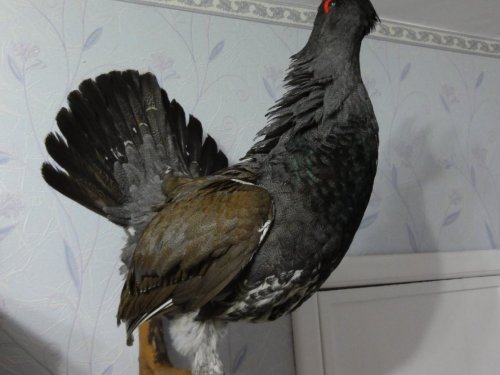Глухарь