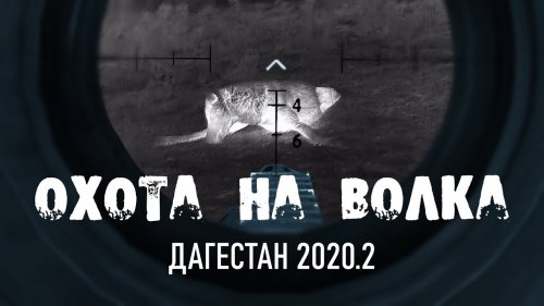Волки напали на стадо баранов. Охотники успели вовремя, выстрелы в кадре!Охота на волка в Дагестане