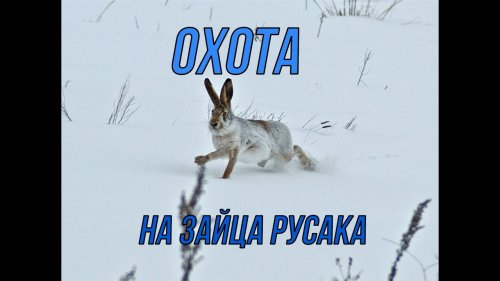Самая быстрая охота на зайца-русака!