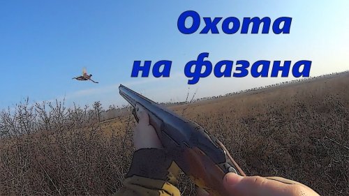 Охота на фазана 2019 тоз 34