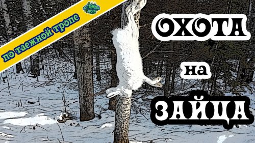 Охота на зайца. Нужна приманка.