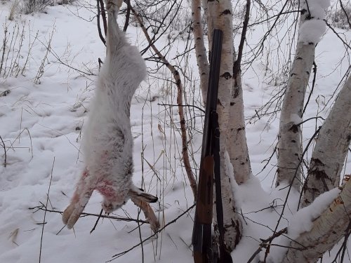 Охота на зайца