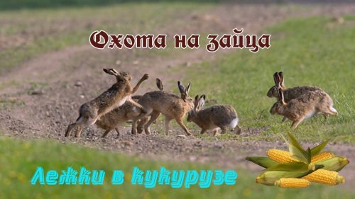 Охота на зайца. Осечка