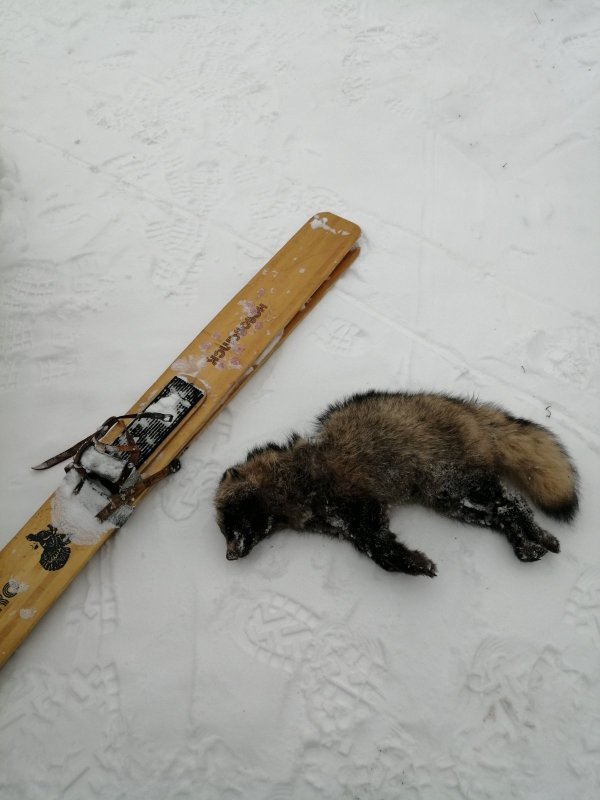 Конец января, что не спится?