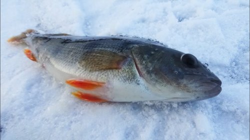 Секреты ловли окуня на мормышку. Зимняя рыбалка.