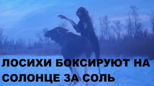 Лосихи бьются за соль Фотоловушка HC 801M