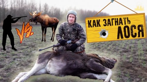 Загонная охота на лося
