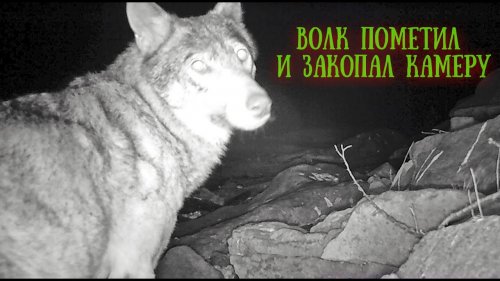 Волк пометил и закопал фотоловушку.