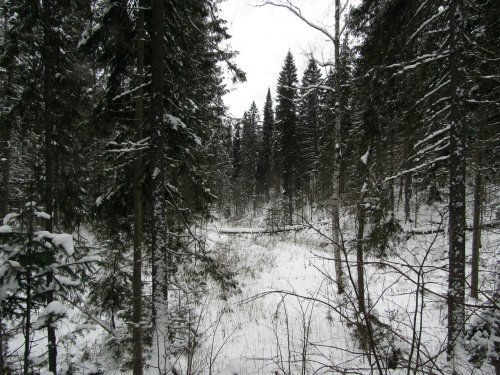 Лес зовёт.