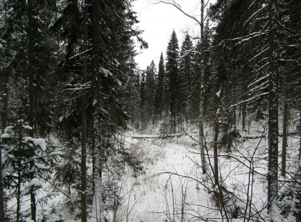 Лес зовёт.