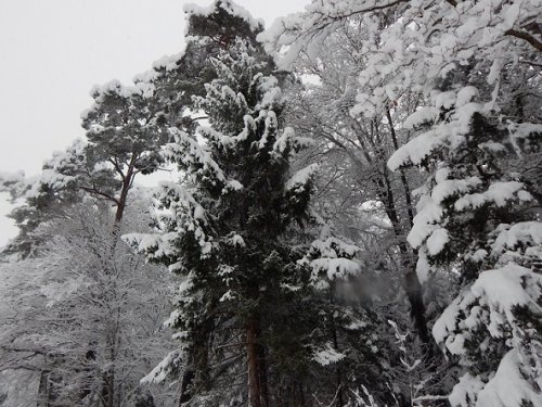 Капель