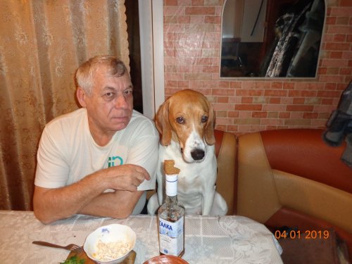 МОИ РУССКИЕ ПЕГИЕ ГОНЧИЕ,