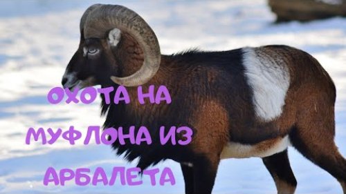 ОХОТА НА МУФЛОНА ИЗ АРБАЛЕТА.
