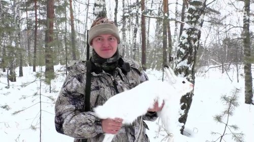 Охота на зайца / Чуть меня не затоптал / Взял последним патроном / Охота на зайца-беляка