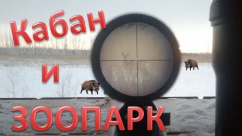 Поехал на кабана, а тут ЗООПАРК. I went to the wild boar, and then the ZOO. 4К