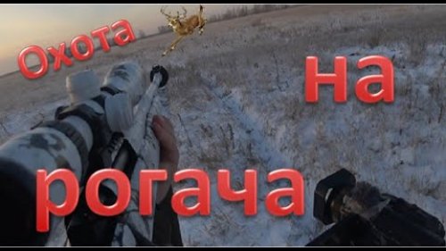 Охота на Рогачей. Сибирская косуля. Hunting for Stag beetles. Siberian roe deer. 4K