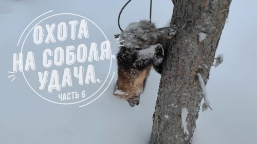 Охота на соболя.  Удача.