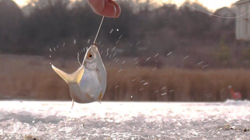 Вот это жор - тут много рыбы!!! Ловля плотвы зимой на мормышку. Зимняя рыбалка 2021.