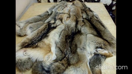 Выделка шкур бобра, лисы, енота, выдры, норки в Минске