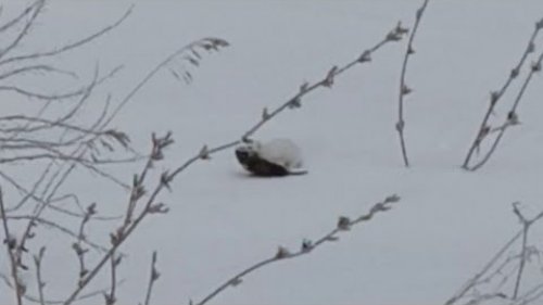 Ласка вперед меня добыла трофей. Ласка охотится в природе. Редкие кадры #shorts