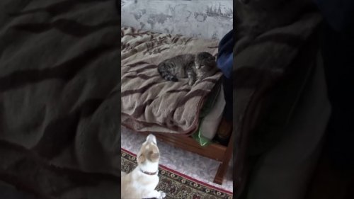 Дея и Боня