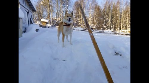 Собачье счастье! ЗСЛ Буран и океан снега!