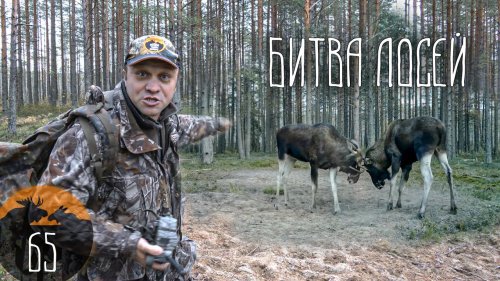 Гон лосей // Спецрепортаж #65