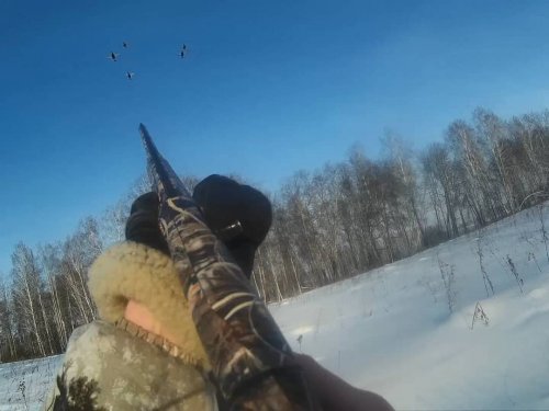 Хороший налёт тетеревов!