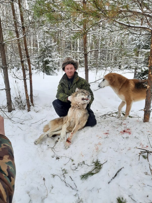 Волчица